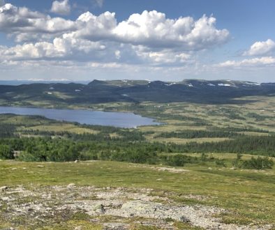 fjallmara